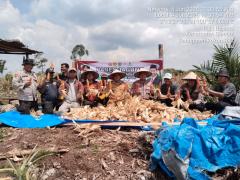 Polsek Sinaboi Panen Jagung Serentak Kuartal II Tahun 2025